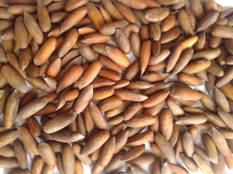 Pine Nuts - Chilghoza (Afghani)